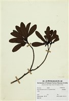 藏品(銳葉楊梅)的圖片